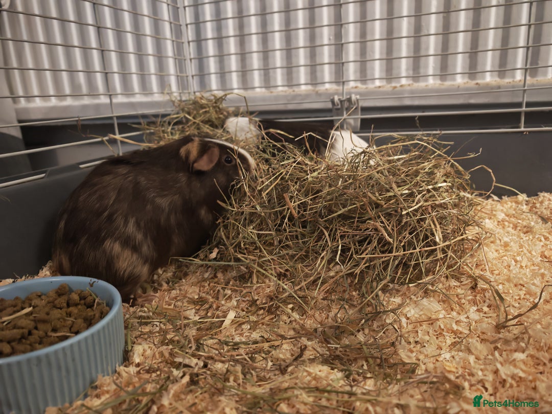 Guinea Pig rodents for sale: 2 female guinea pigs for rehoming with cage - Advert 11