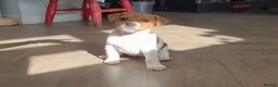Jack Russell dogs for sale: Exquisite litter of Jack Russell Pups 🐾  - Advert 9