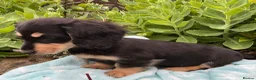 Miniature Dachshund dogs for sale: GORGEOUS KC reg PRA CLEAR MINI DACHSHUND PUPPIES - Advert 10