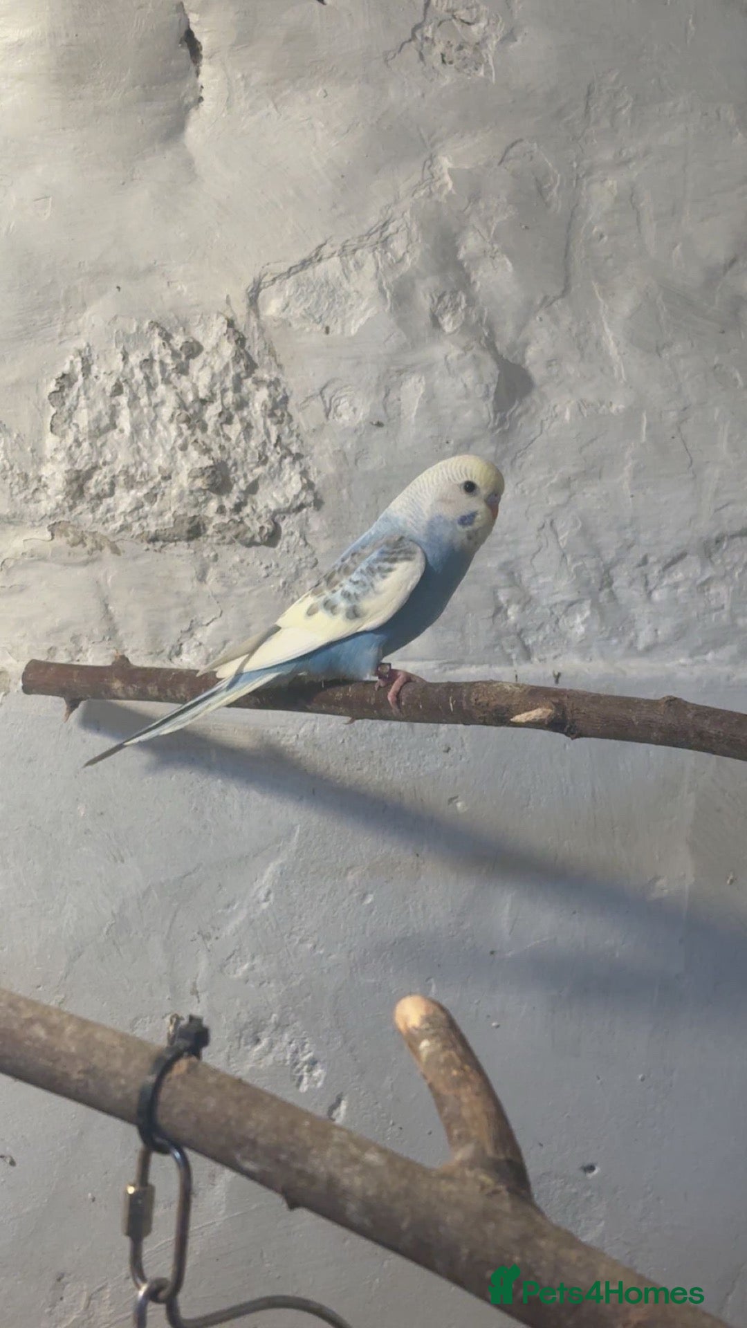 Budgerigars birds Baby budgies  - Advert 2