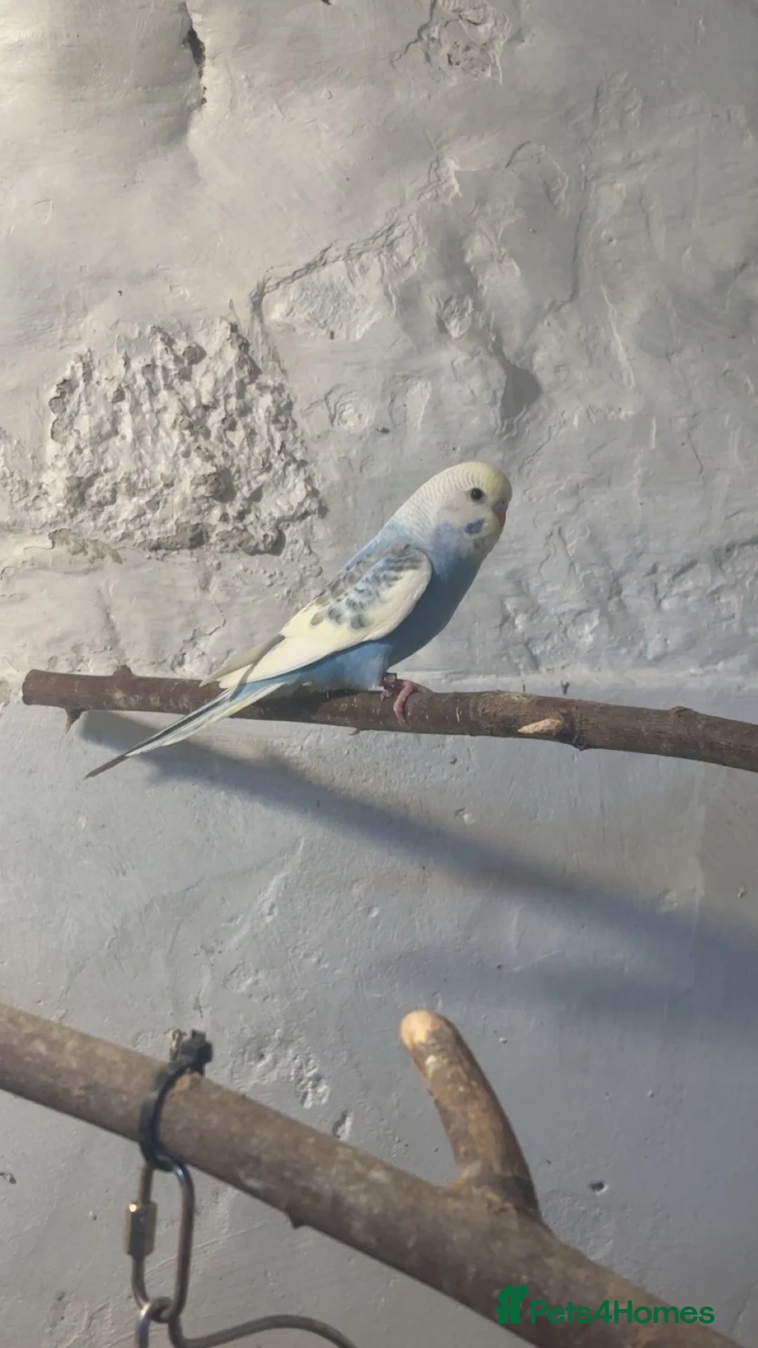 Budgerigars birds for sale: Baby budgies  - Advert 1