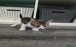 British Longhair cats for sale: 4 kittens  - Image 2