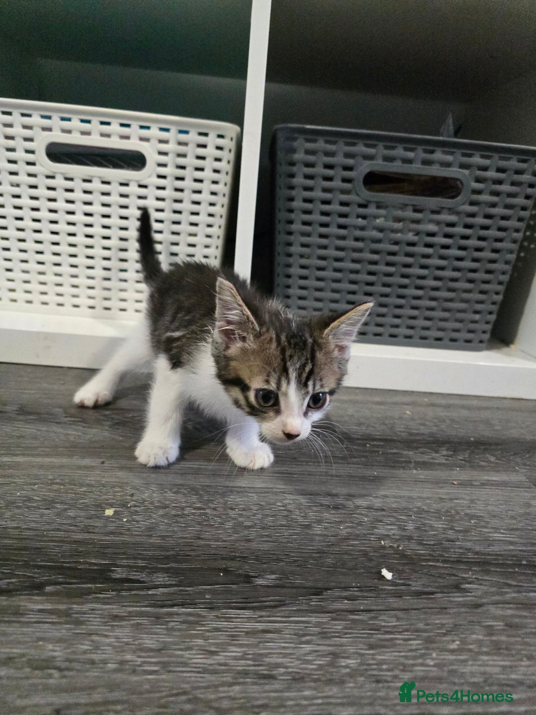 British Longhair cats for sale: 4 kittens  - Image 2