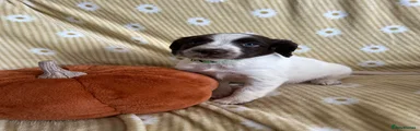 English Springer Spaniel 1