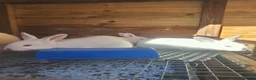 Mixed Breed rabbits for sale: Californian cross New Zealand White Rabbits  - Advert 4