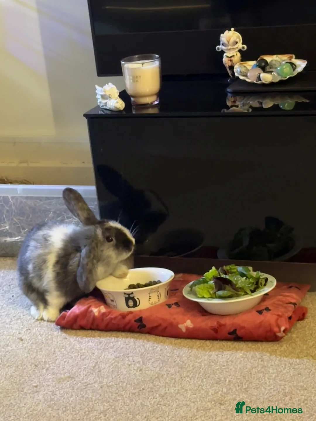 Mixed Breed rabbits for sale: Boy bunny - Advert 4