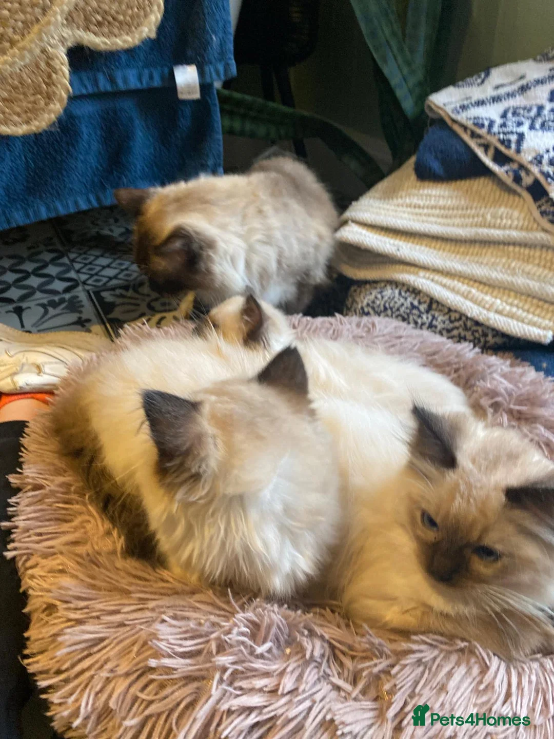 Ragdoll cats for sale: 3x stunning GCCF reg ragdolls remanding.   - Advert 10