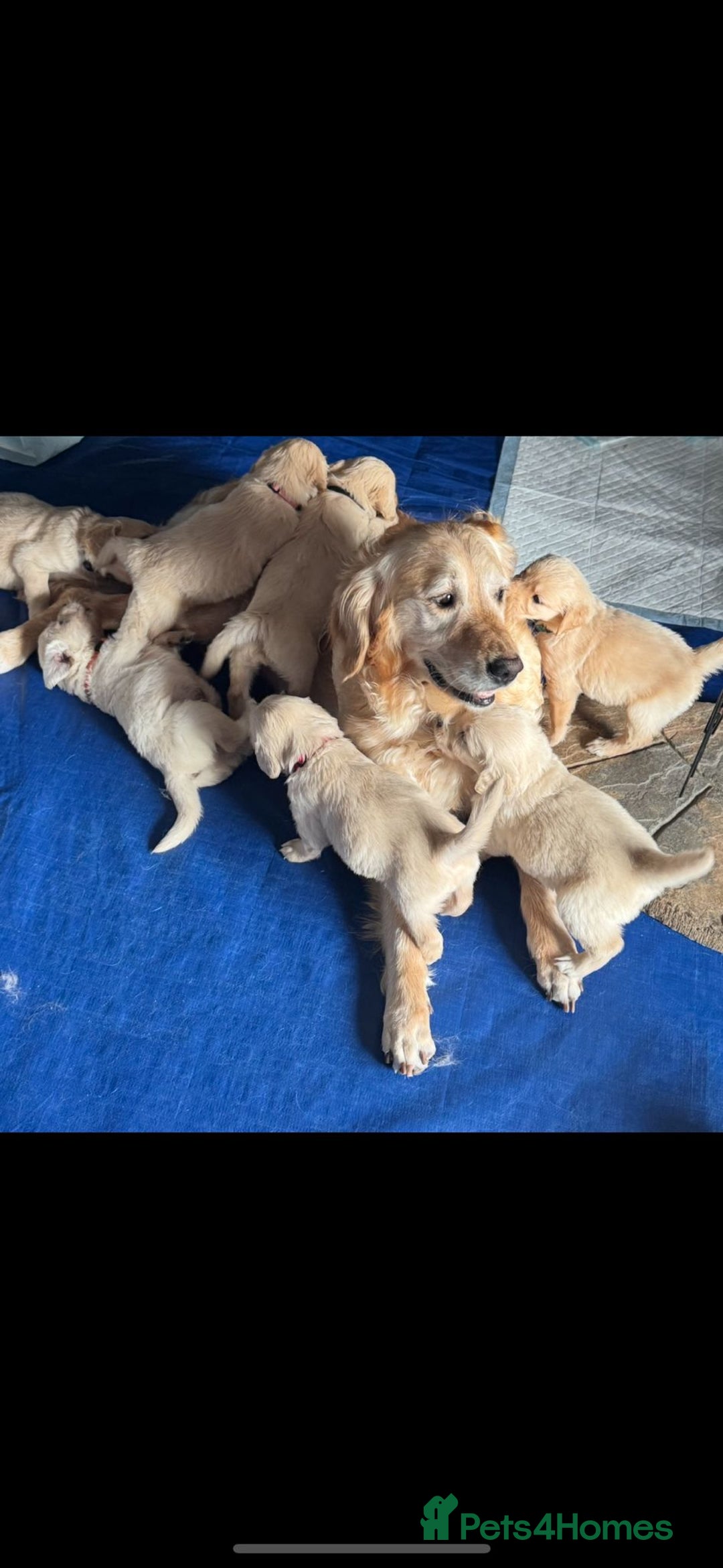 Golden Retriever dogs for sale: Golden Retriever puppies  - Image 1
