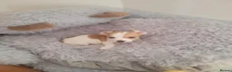 Jack Chi dogs for sale: 3 beautifully puppies for sale in London - Advert 16