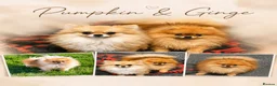 Pomeranian dogs for sale: TINY TEDDY BEAR POMERANIAN GIRL  - Advert 3
