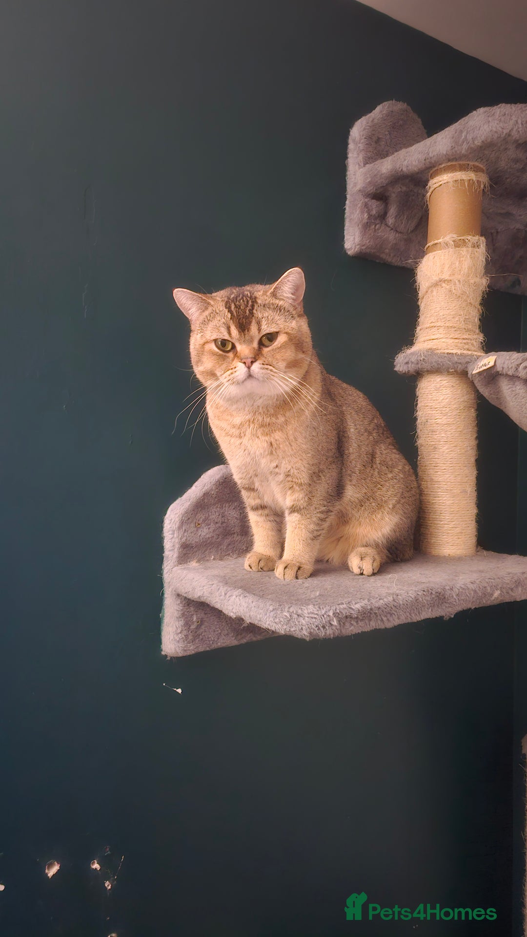 British Shorthair cats for sale: British shorthairs and Scottish straights - Advert 19