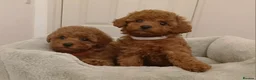 Cavapoo dogs for sale: Adorable Toy Cavapoo Girl Puppies  - Advert 5