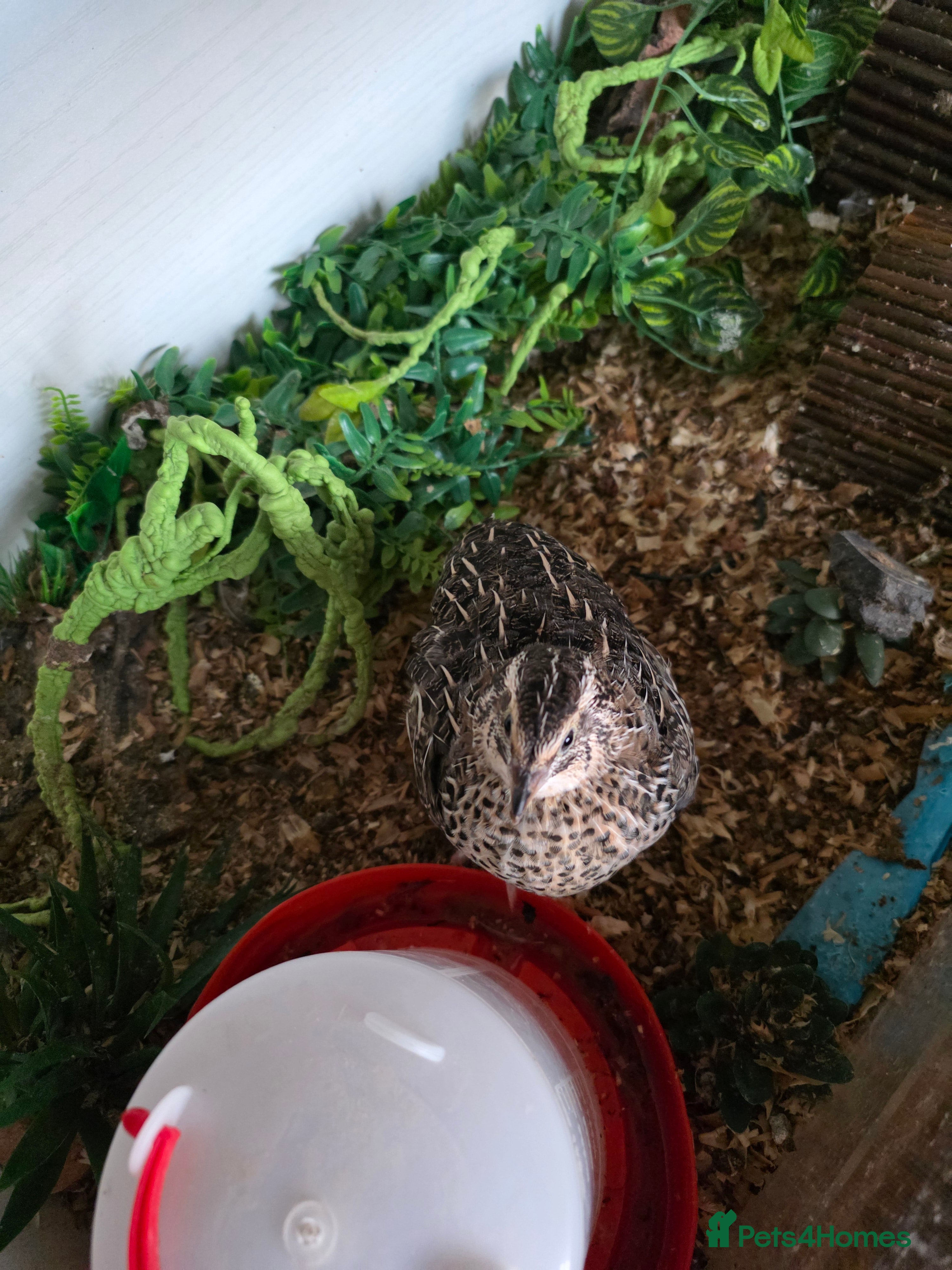 Quail poultry Single quail  - Advert 2