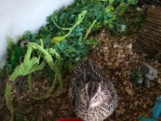 Quail poultry Single quail - Advert 2