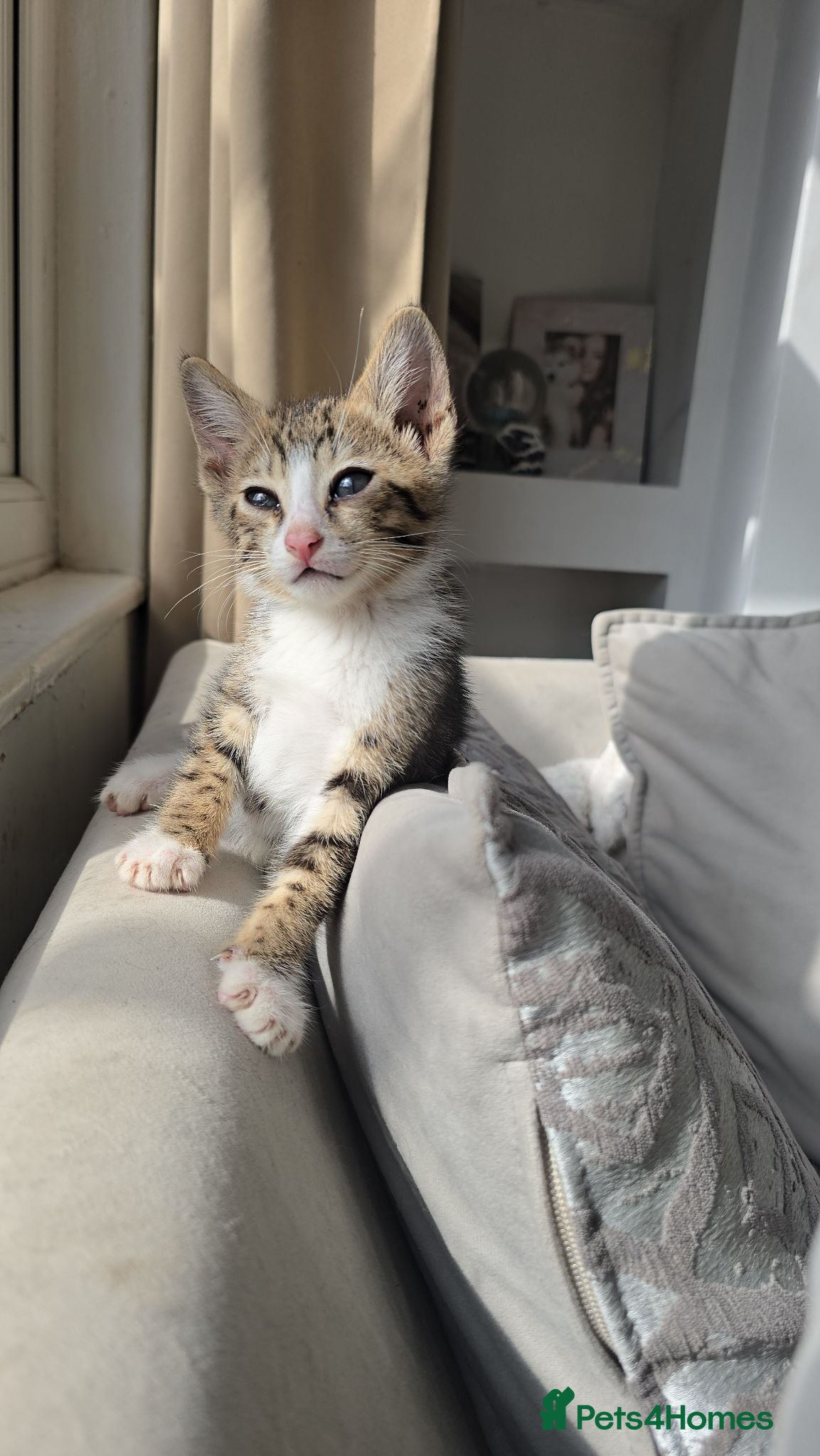Bengal cats Savannah x bengal ONE MALE LEFT READY - Advert 1