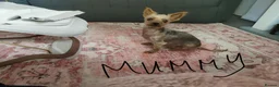 Yorkshire Terrier dogs for sale: Miniature Yorkie  in Nottingham - Advert 6