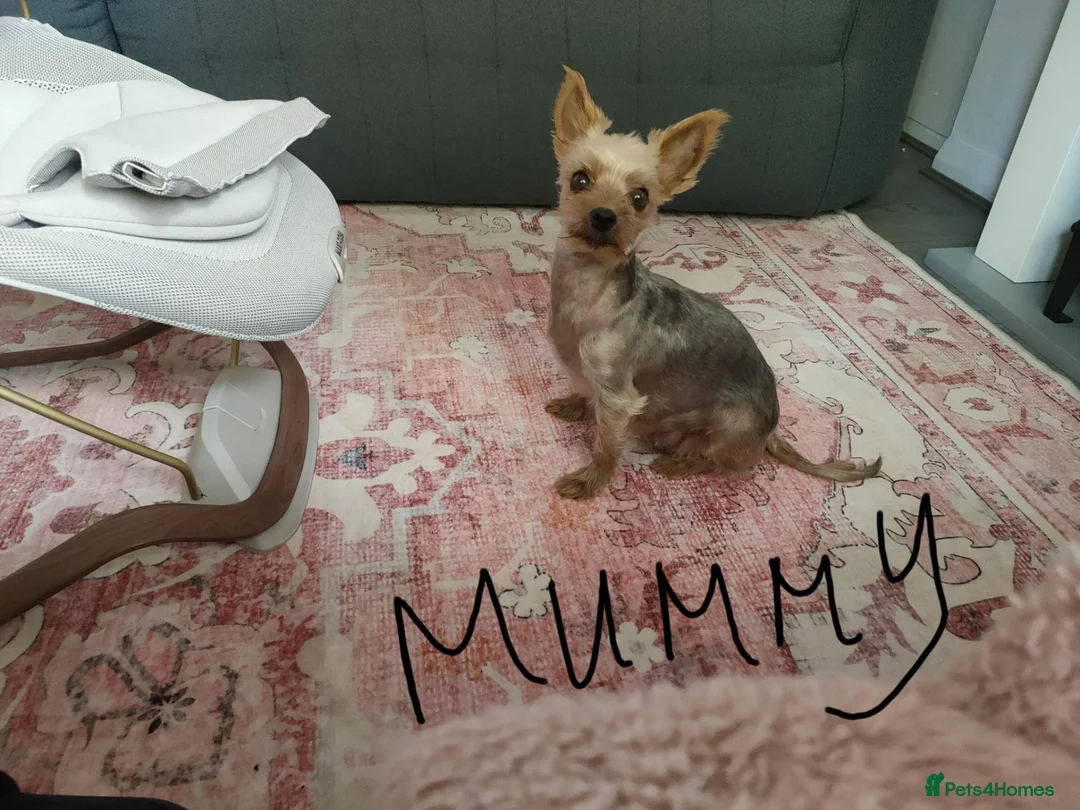 Yorkshire Terrier dogs for sale: Miniature Yorkie  in Nottingham - Advert 6