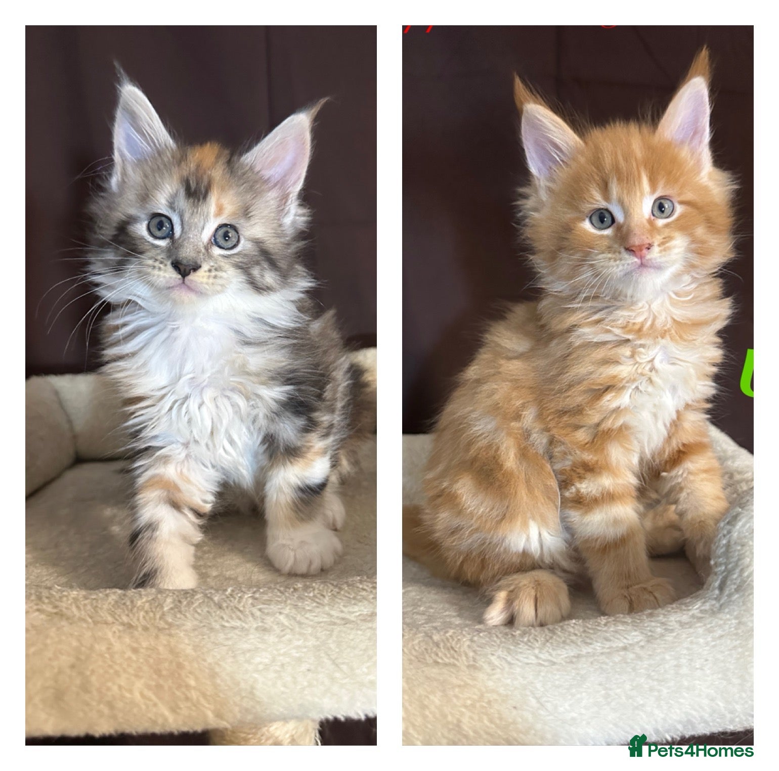 Maine Coon cats TICA Registered Full Maine Coon Kittens - Advert 1