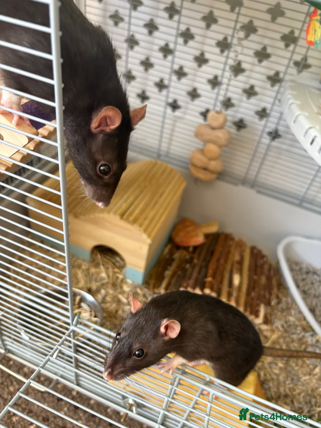 Rat rodents for sale: 2 Female Rats  - Advert 2