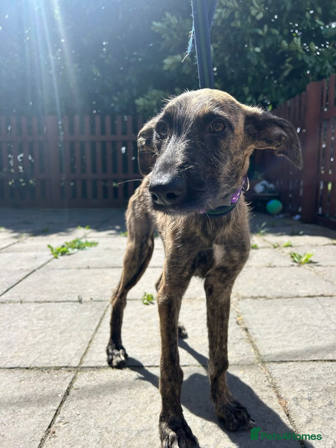 Mixed Breed dogs for adoption: Dawn - Norwich Norfolk  - Image 2
