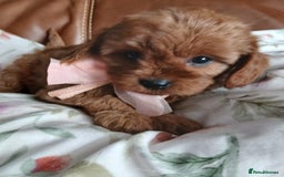 Cavapoo dogs for sale: Cavapoo puppies for sale - Image 12