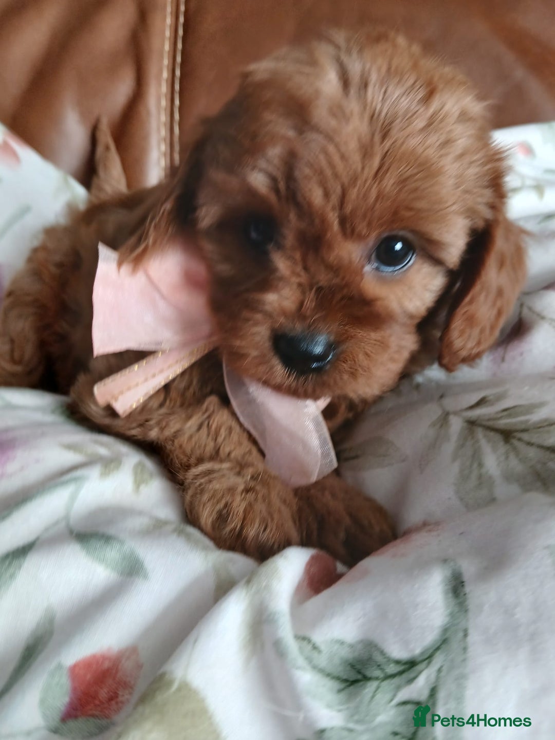 Cavapoo dogs for sale: Cavapoo puppies for sale - Image 12