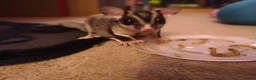 Sugar Glider rodents for sale: 2 boy sugar gliders looking for rehoming  in Bedford - Advert 8