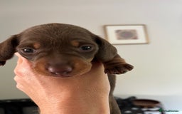 Miniature Dachshund dogs for sale: Charming Miniature Dachshund Puppies 2 Girls 1 Boy - Image 5