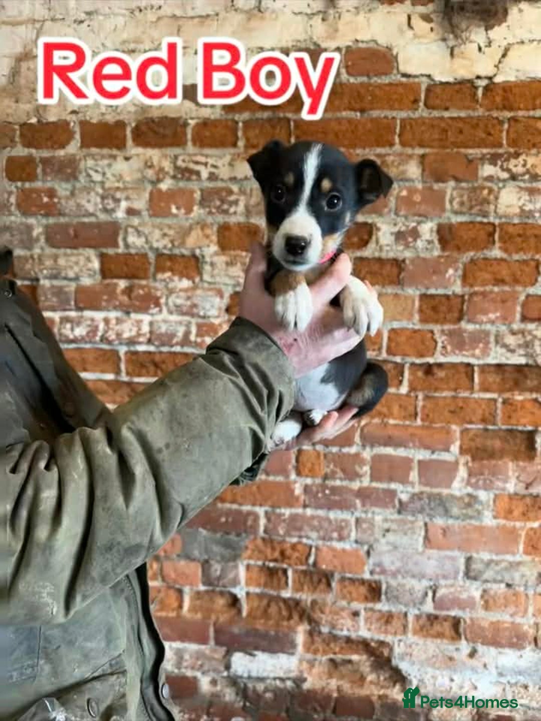 Mixed Breed dogs for sale: Collie pups for sale, ready now  - Advert 14