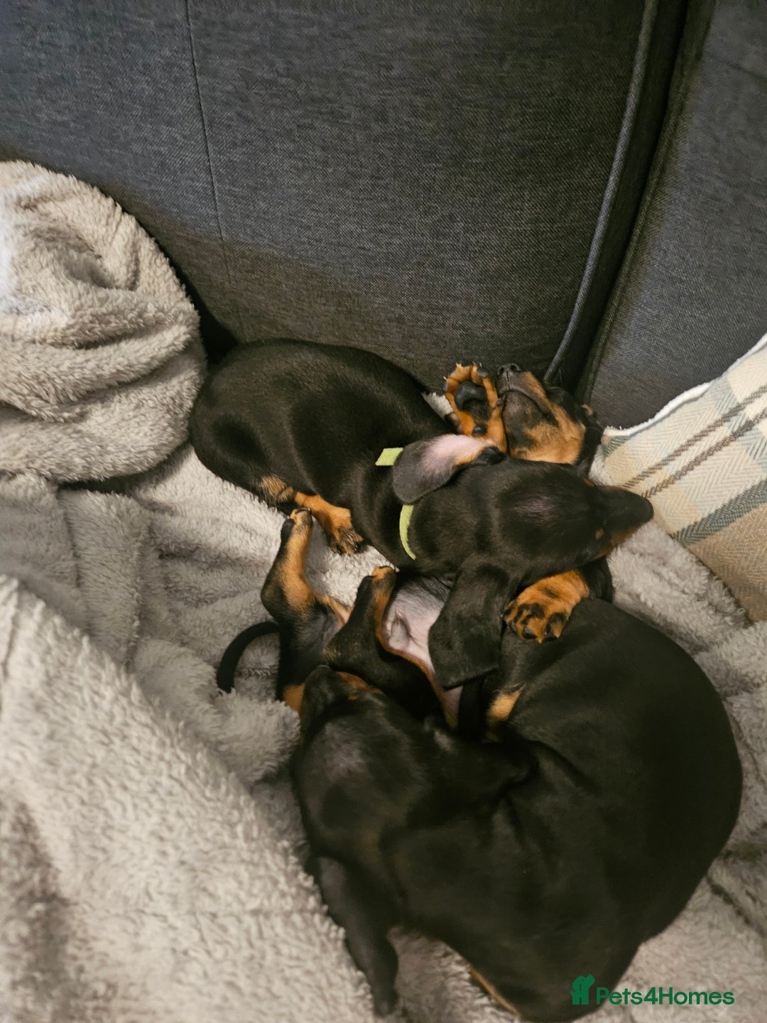 Miniature Dachshund dogs for sale: Miniature dachshund male puppies - Advert 25