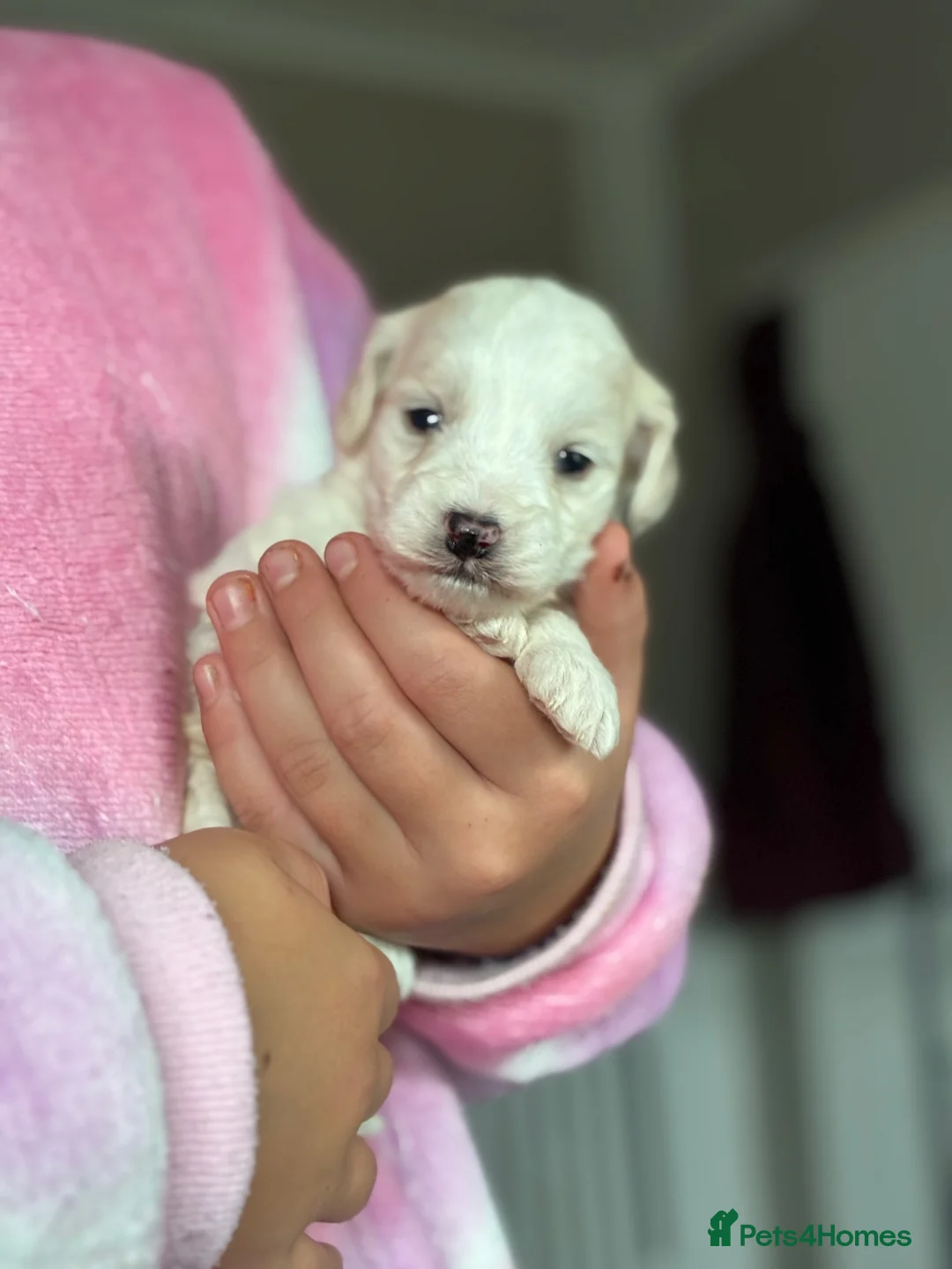 Cockapoo dogs for sale: F1b coloured cockapoos - Advert 1