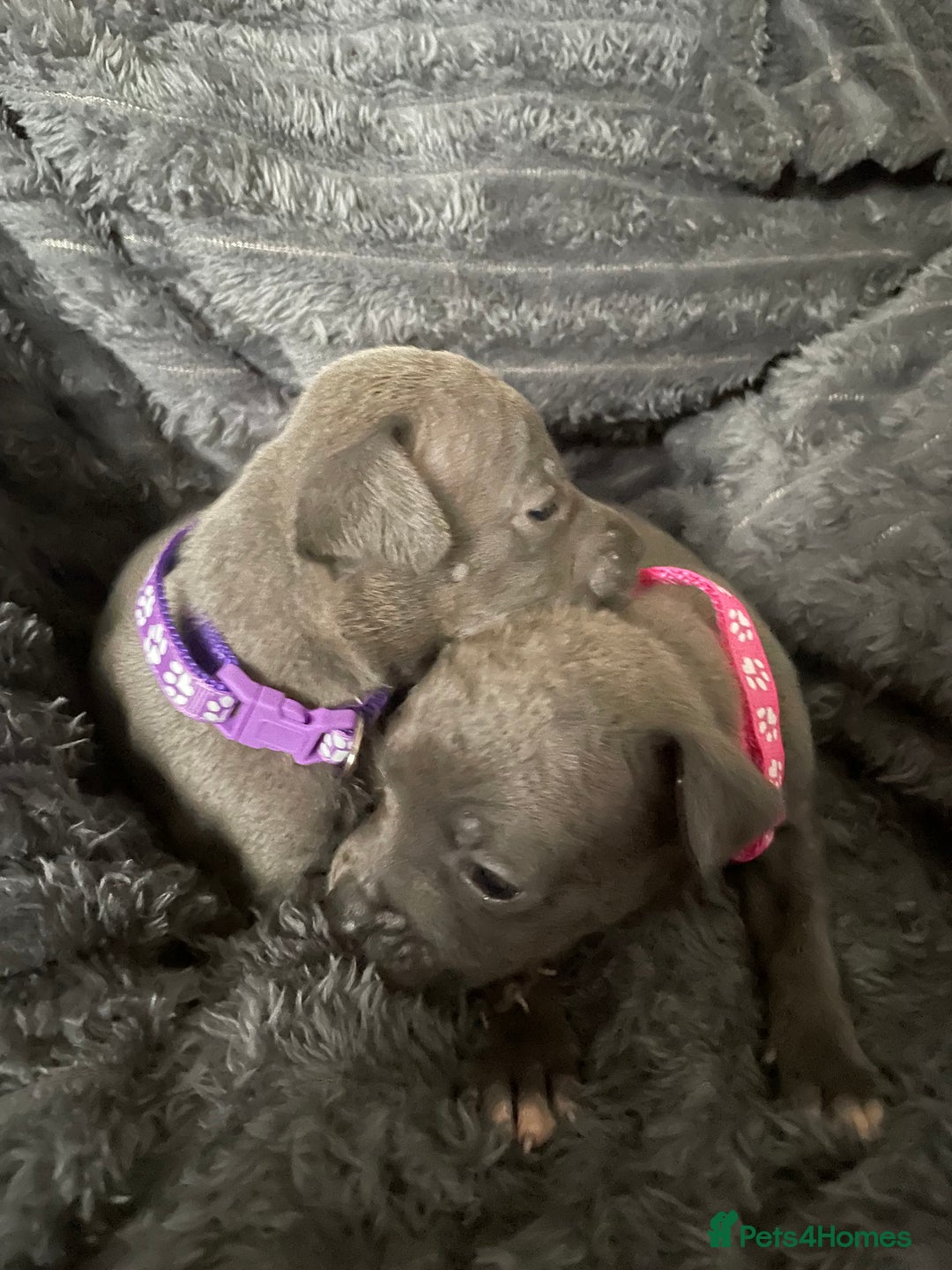 Staffordshire Bull Terrier dogs for sale: Blue Staffordshire Bull Terrier Puppies  - Advert 3
