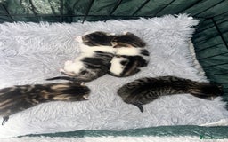 Domestic Shorthair cats for sale: 4 beautiful 3 week old kittens  in Rugeley - Image 9