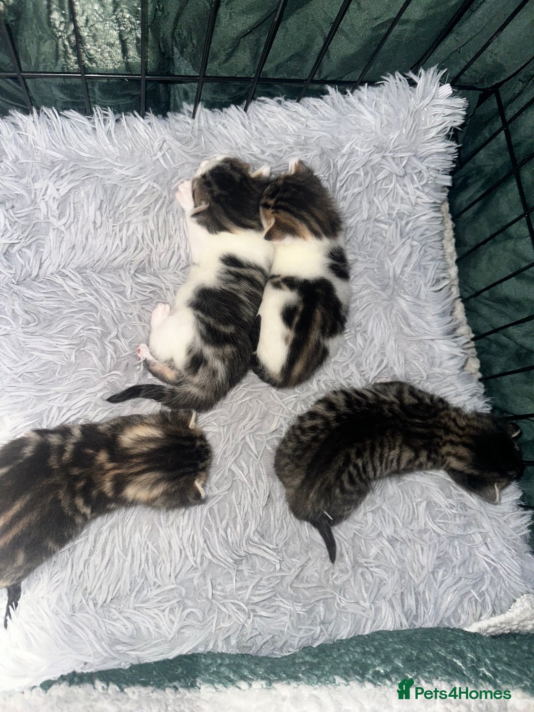 Domestic Shorthair cats for sale: 4 beautiful 3 week old kittens  in Rugeley - Image 9