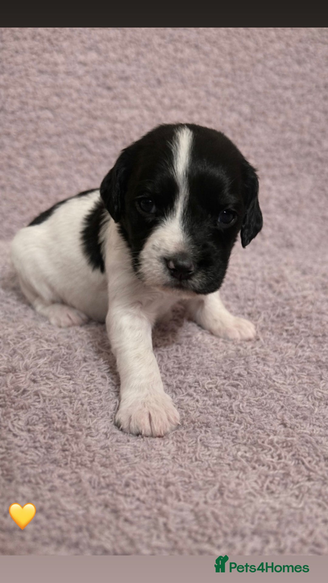 English Springer Spaniel dogs for sale: KC Registered Working Springer Spaniel Puppies  - Advert 8