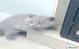 British Shorthair cats for sale: Beautiful British short-hair kittens  - Image 21