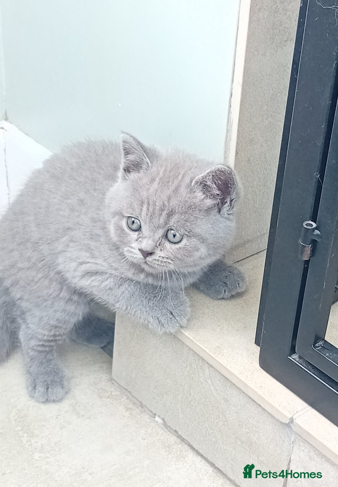 British Shorthair cats for sale: Beautiful British short-hair kittens  - Image 21