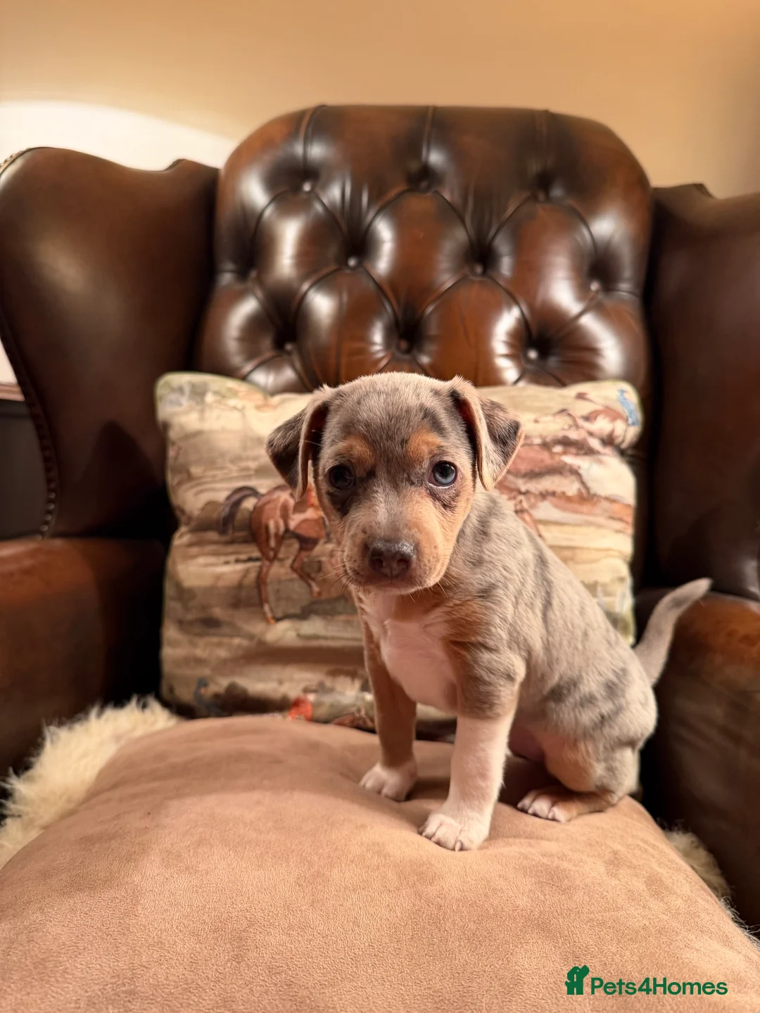 Jack Russell dogs for sale: Perfect Blue and Blue Merle Jack Russell Puppies - Advert 29
