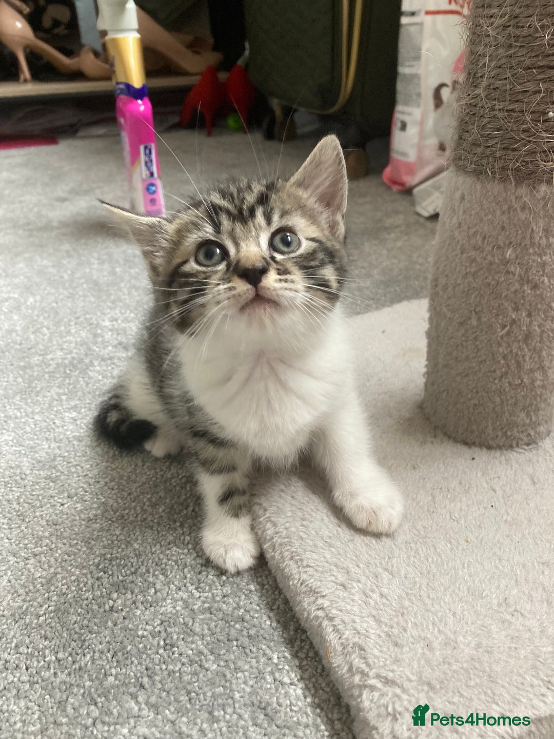 Mixed Breed cats for sale: Big fluffy kittens for sale part Maine coon - Image 17