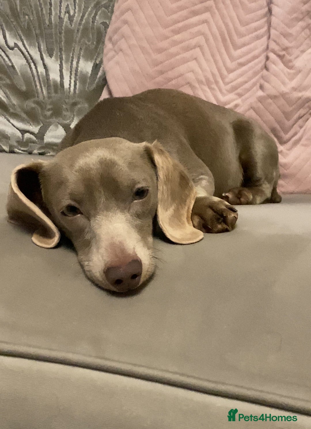 Dachshund dogs for sale: Miniature Dashaund  - Advert 2