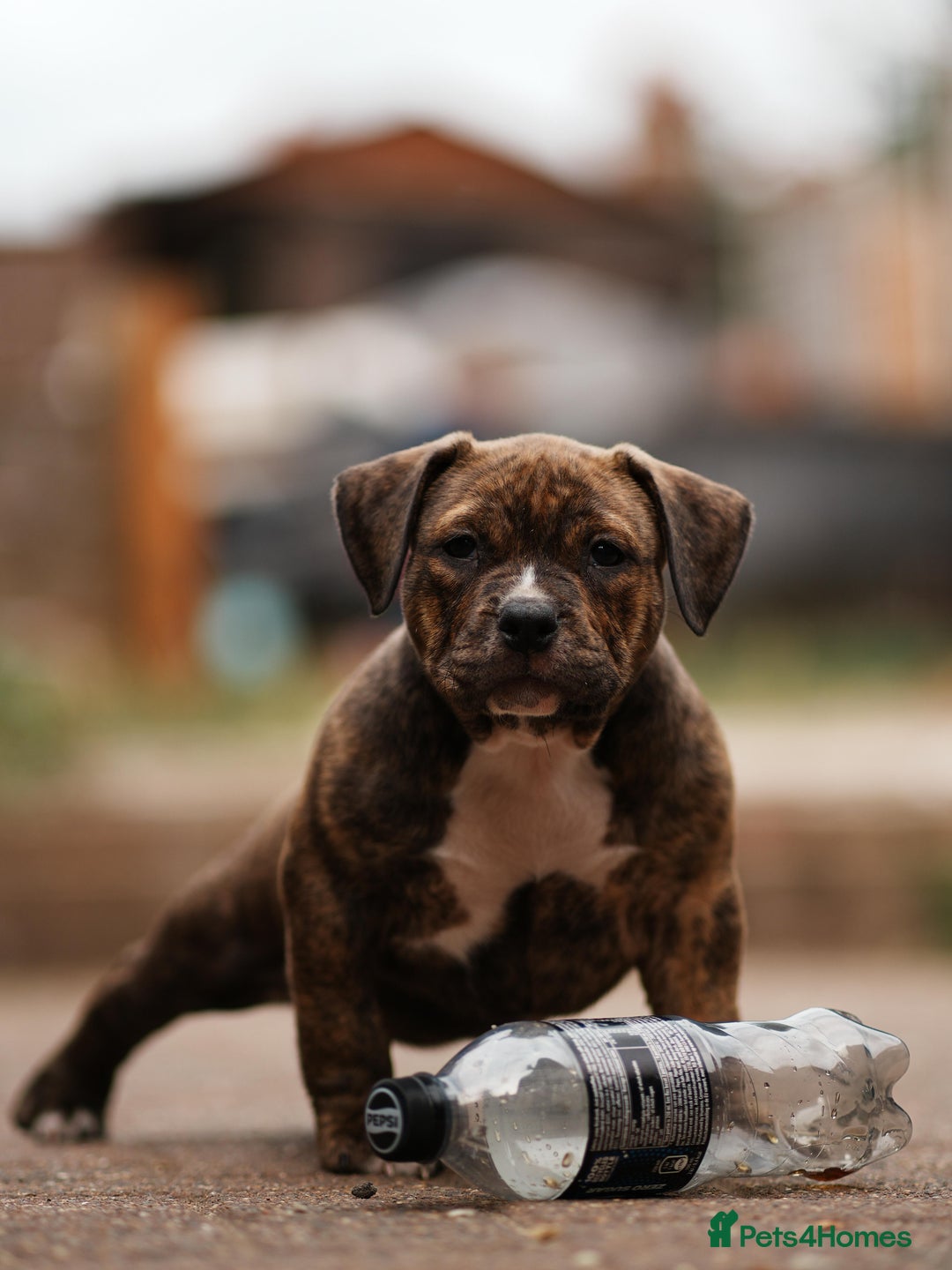 American Bully dogs for sale: Champion Bloodline American Pocket Bully Puppies - Image 21