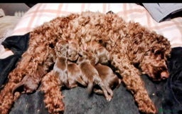 Cockapoo dogs for sale: F2 cockapoos  - Image 20