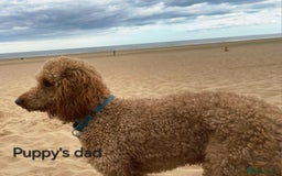 Cockapoo dogs for sale: F1 - Fox Red - Cockapoo puppies - Image 9