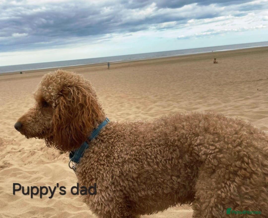 Cockapoo dogs for sale: F1 - Fox Red - Cockapoo puppies - Image 9
