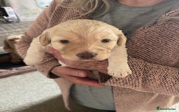 Cockapoo dogs for sale: Male Cream Cockapoo - Image 4
