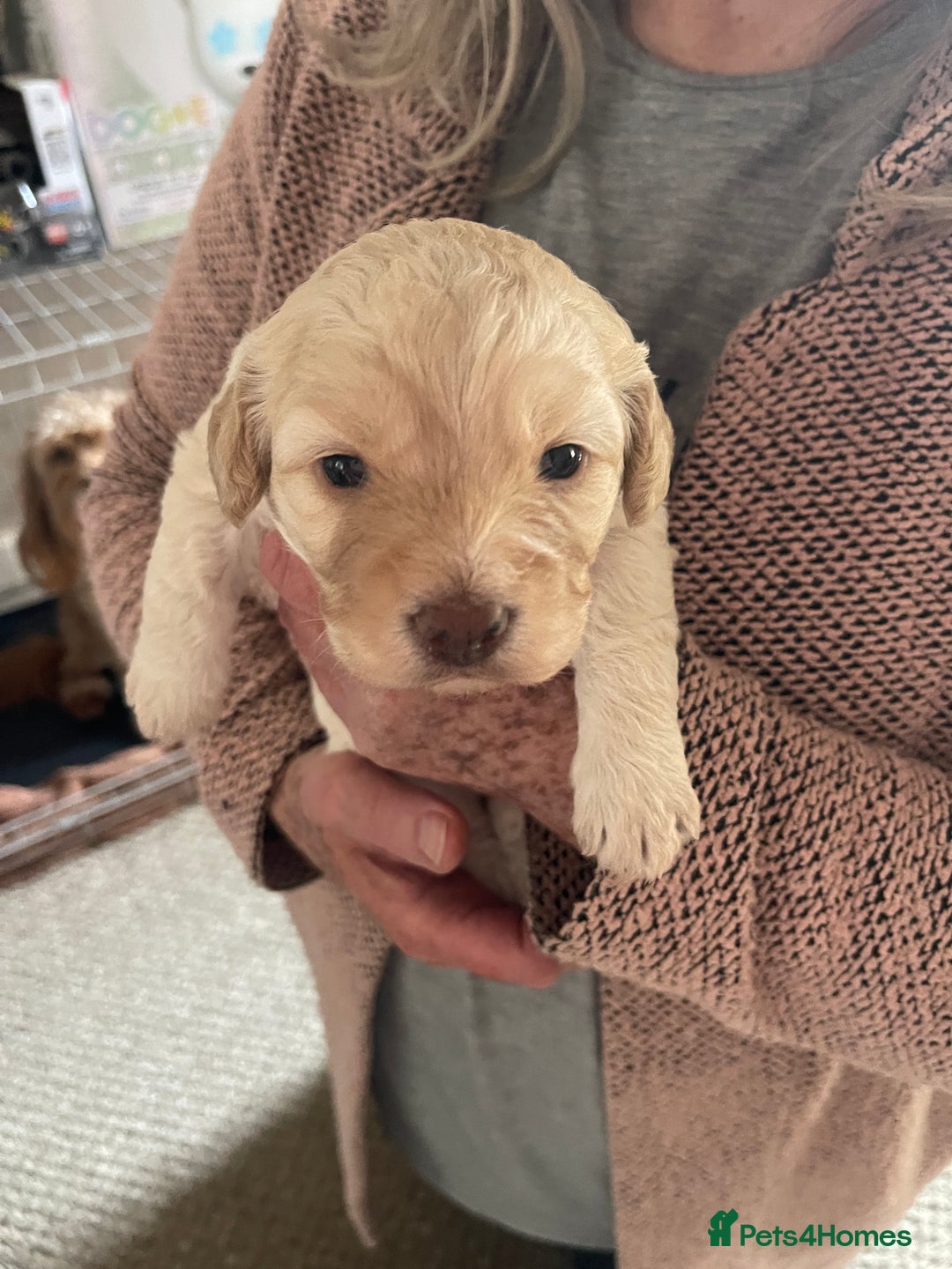 Cockapoo dogs for sale: Male Cream Cockapoo - Image 4