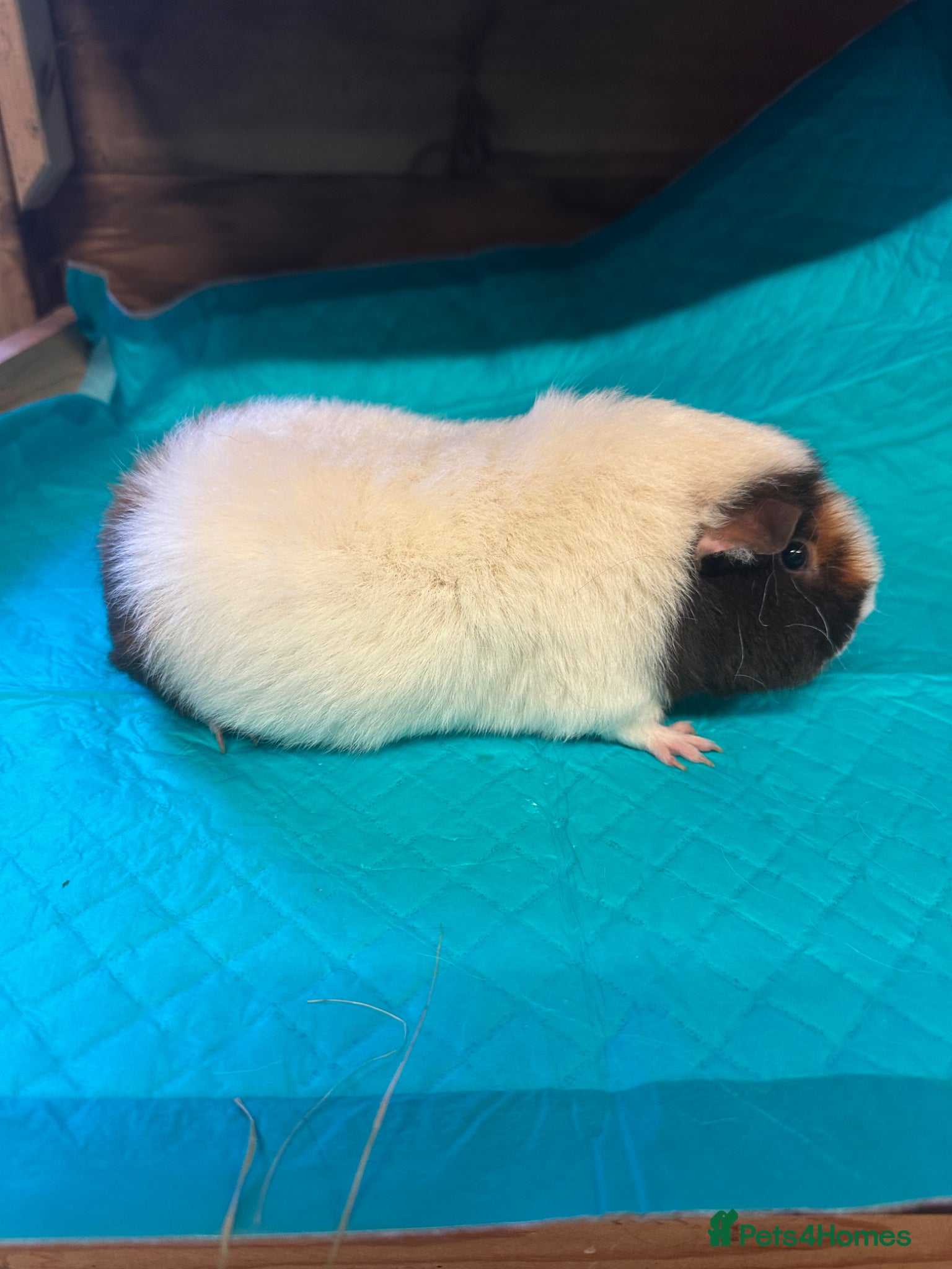 Guinea Pig rodents Teddy sows and castrated Swiss boar - Advert 13