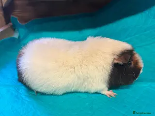 Guinea Pig rodents Teddy sows and castrated Swiss boar - Advert 13