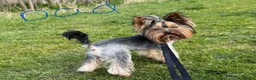 Yorkshire Terrier dogs for sale: Adorable Yorkshire Terrier Puppies 8 girls&1 boy.  - Advert 39