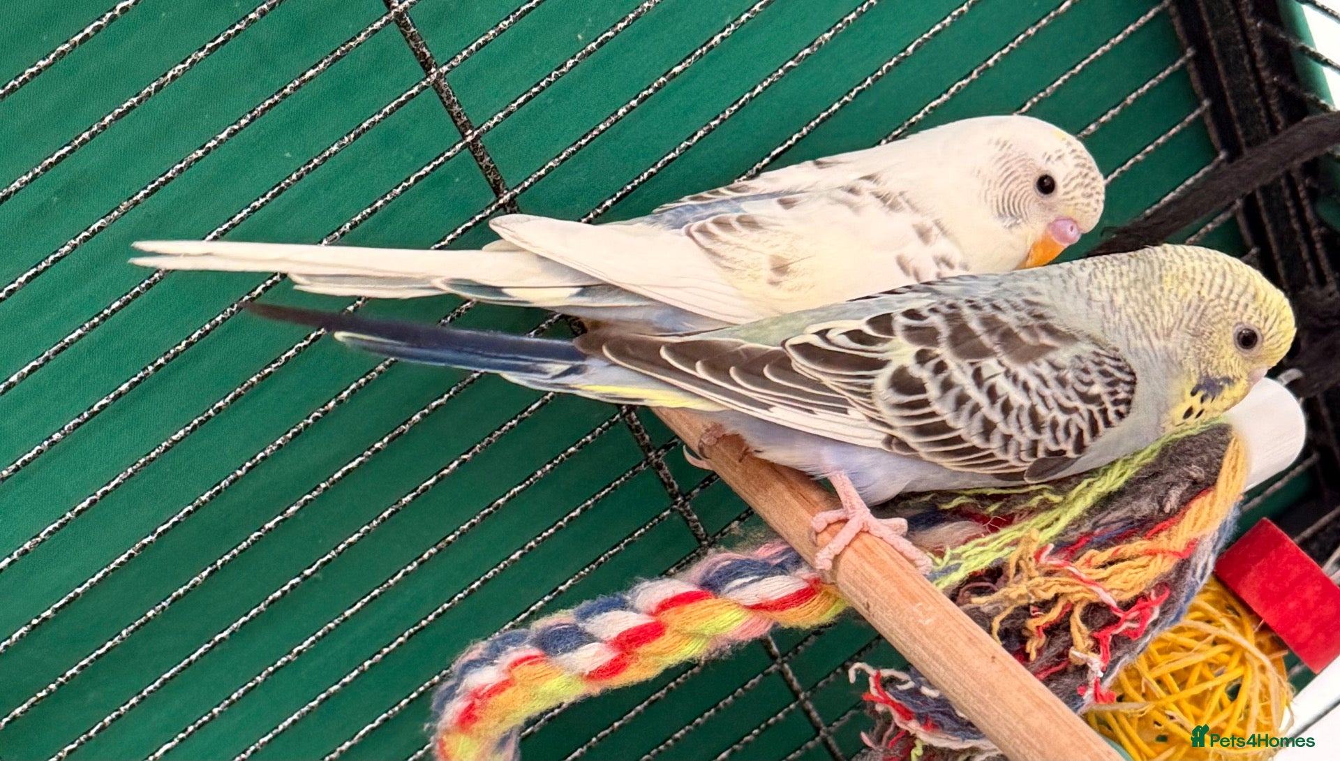 Budgerigars birds Pair young budgies 10 weeks old Runcorn - Advert 1